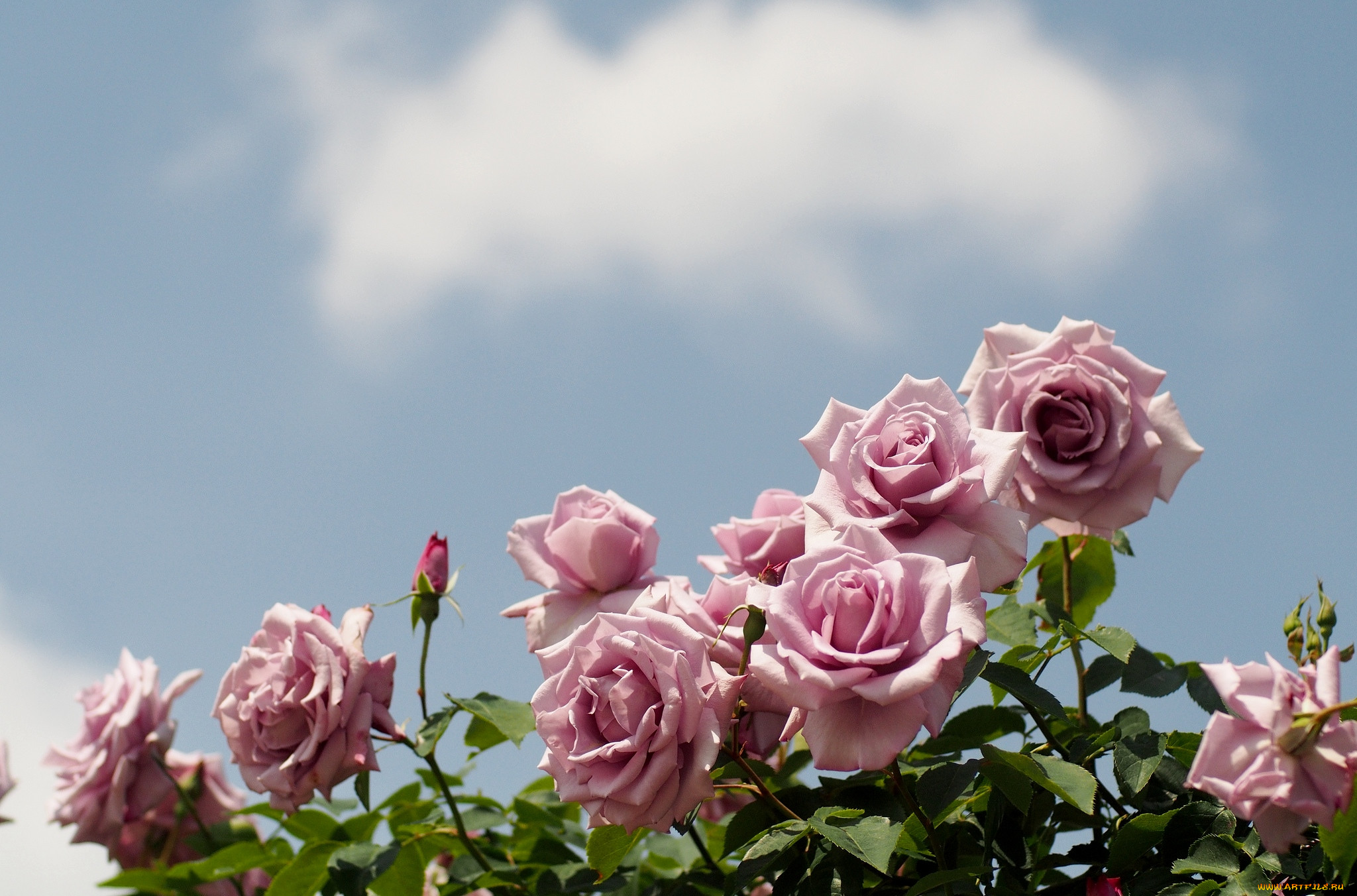 розы на фоне неба фото
